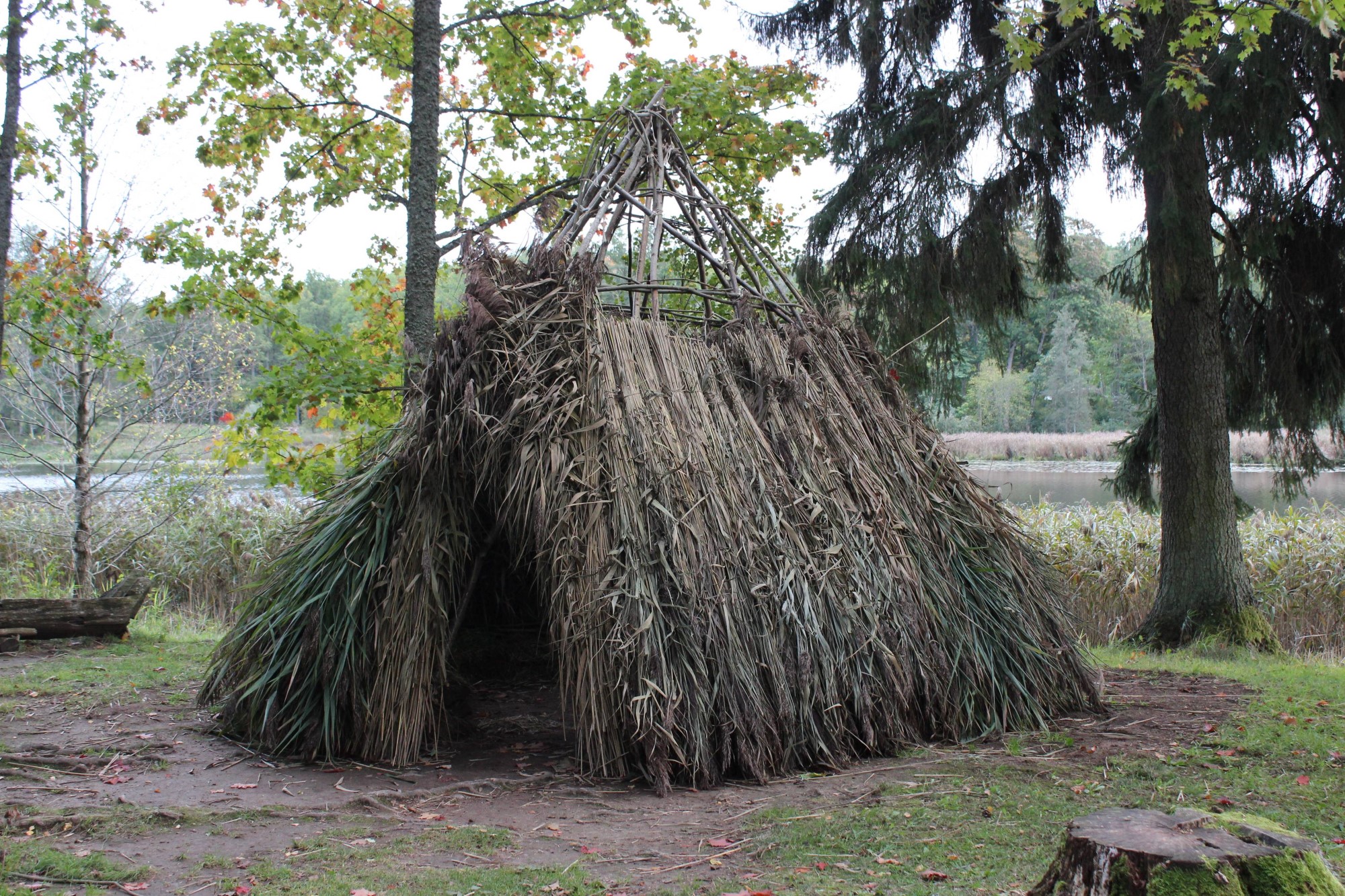 Roof covering Mesolithic Hut (2023)