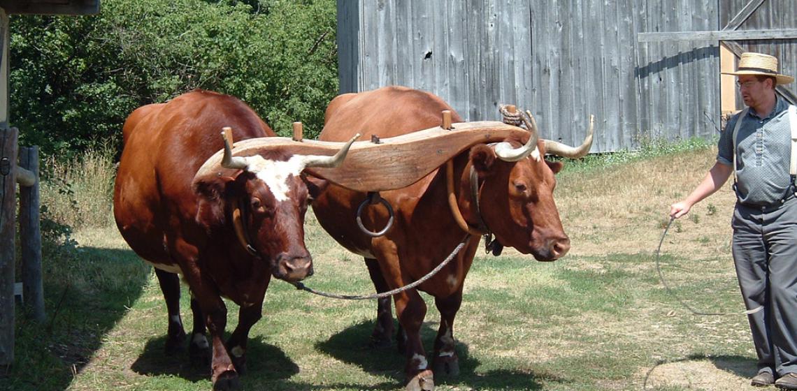 Photo: Yoked oxen at Old World Wisconsin, by Anna from Eagle, WI, USA - Yoked, CC BY 2.0, https://commons.wikimedia.org/w/index.php?curid=3434508