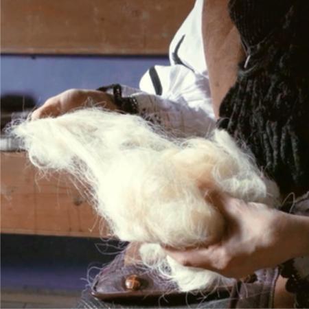 Sheep wool